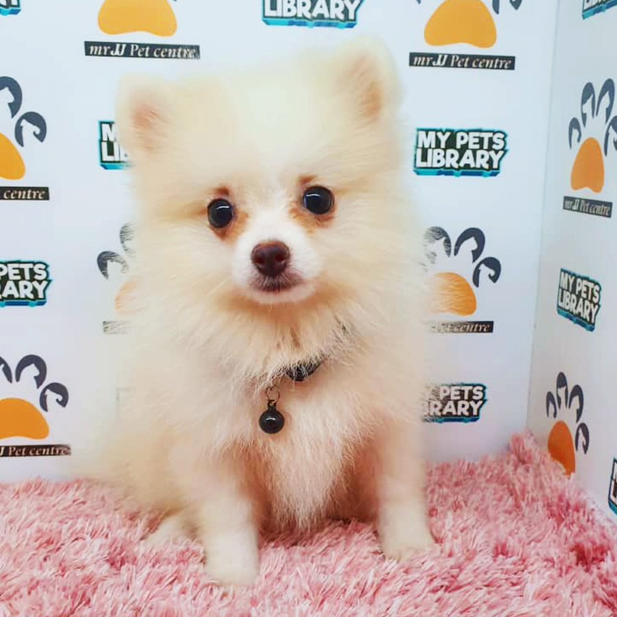 Parti White Pomeranian Puppy (Female) For Sale