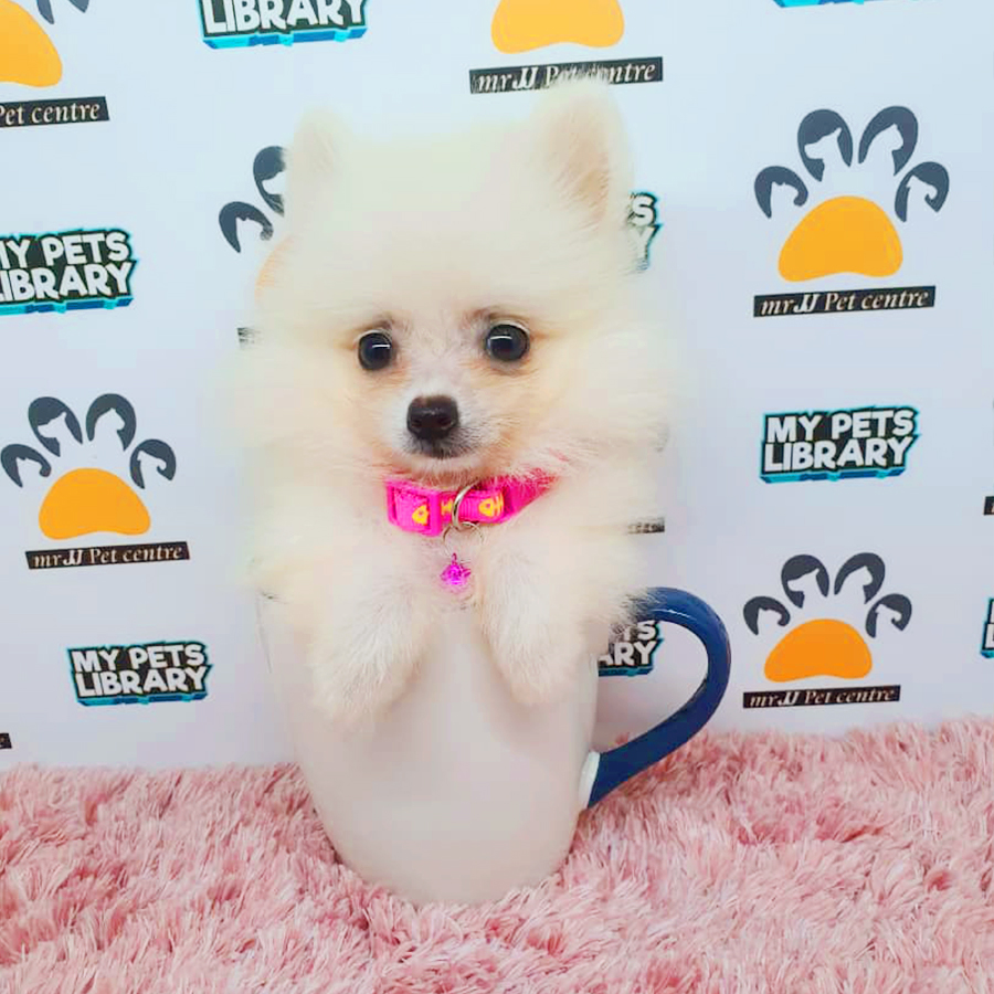 White Teacup Pomeranian Puppy (Female) For Sale