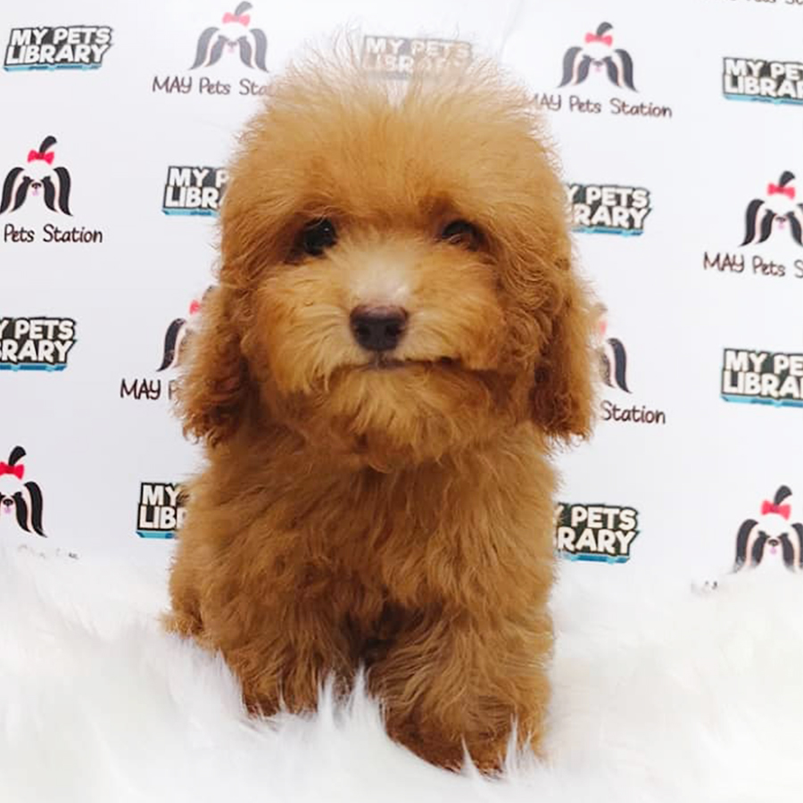 Brown Tiny Toy Poodle Puppy (Male) For Sale