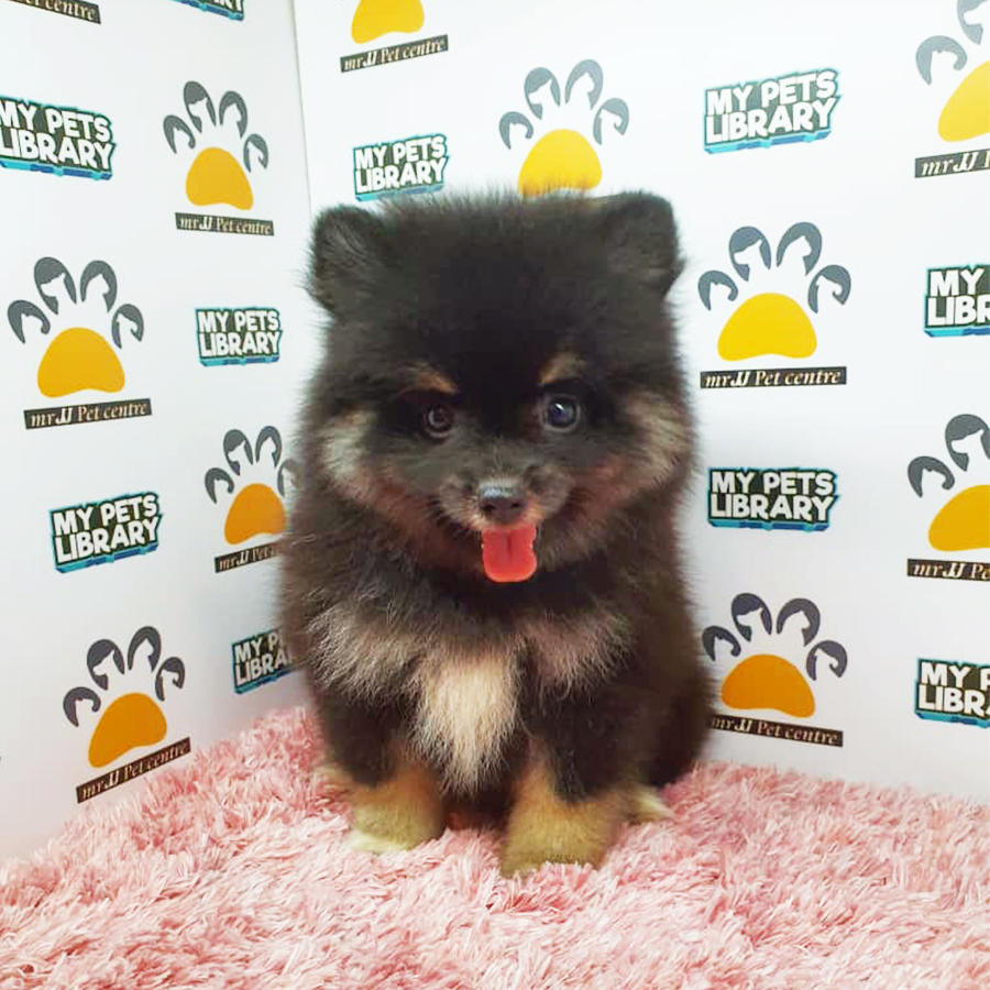 Black & Tan Pomeranian Puppy (Female) For Sale