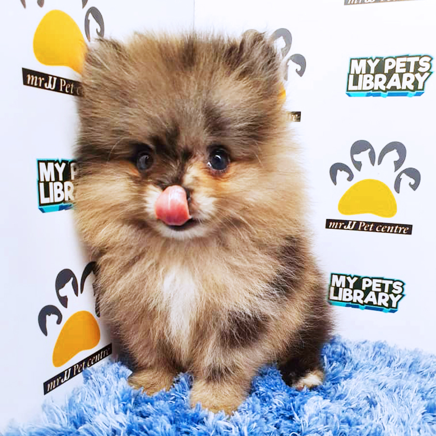 Merle Pomeranian Puppy (Male) For Sale
