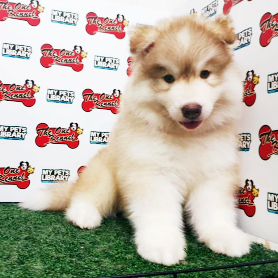 Wooly Husky Puppy (Female) For Sale
