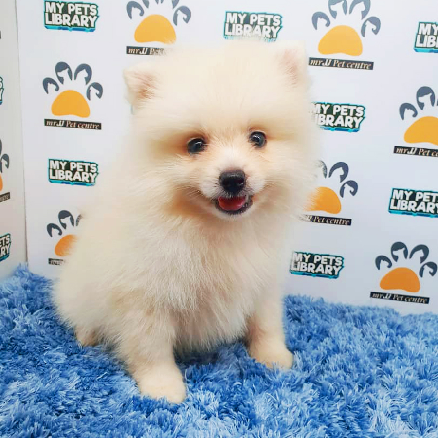 Cream White Pomeranian Puppy (Male) For Sale