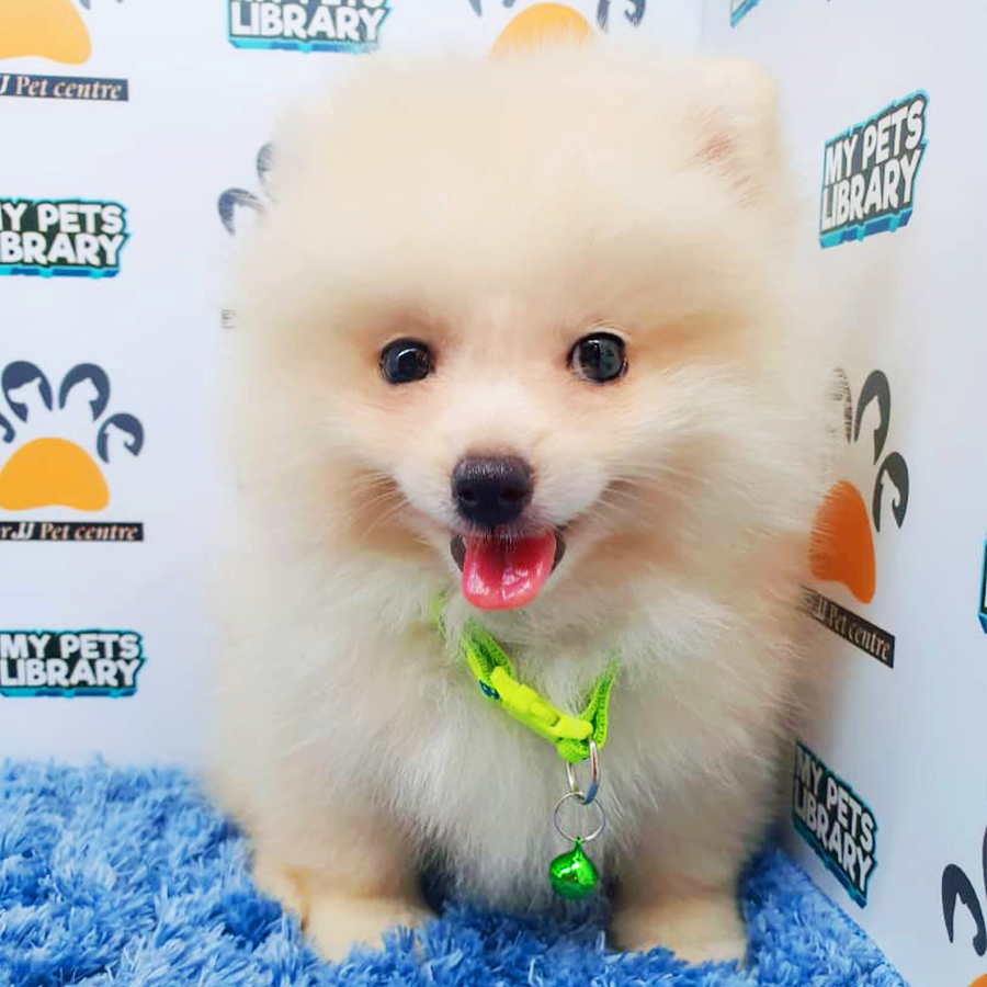 Cream Pomeranian Puppy (Male) For Sale