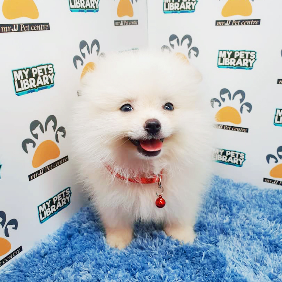 White Pomeranian Puppy (Male) For Sale
