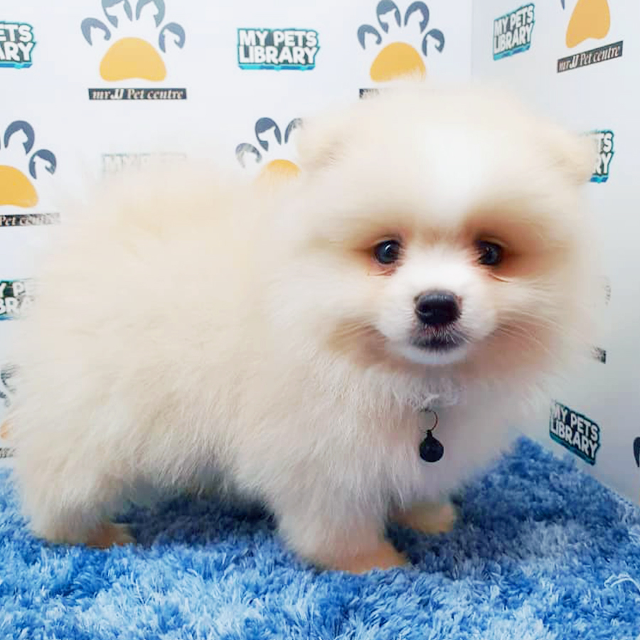 Parti White Pomeranian Puppy (Male) For Sale