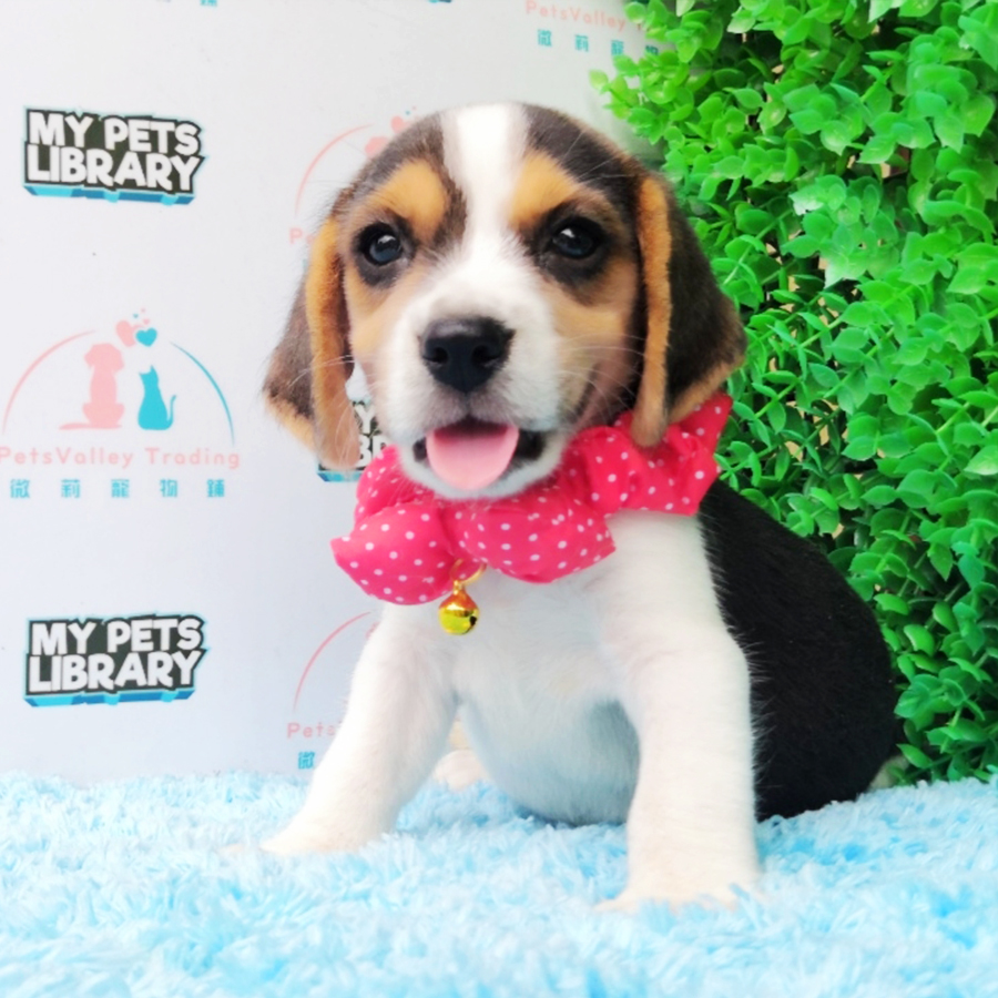 Beagle Puppy (Female) For Sale