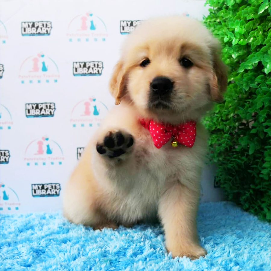 XL Golden Retriever Puppy (Female) For Sale