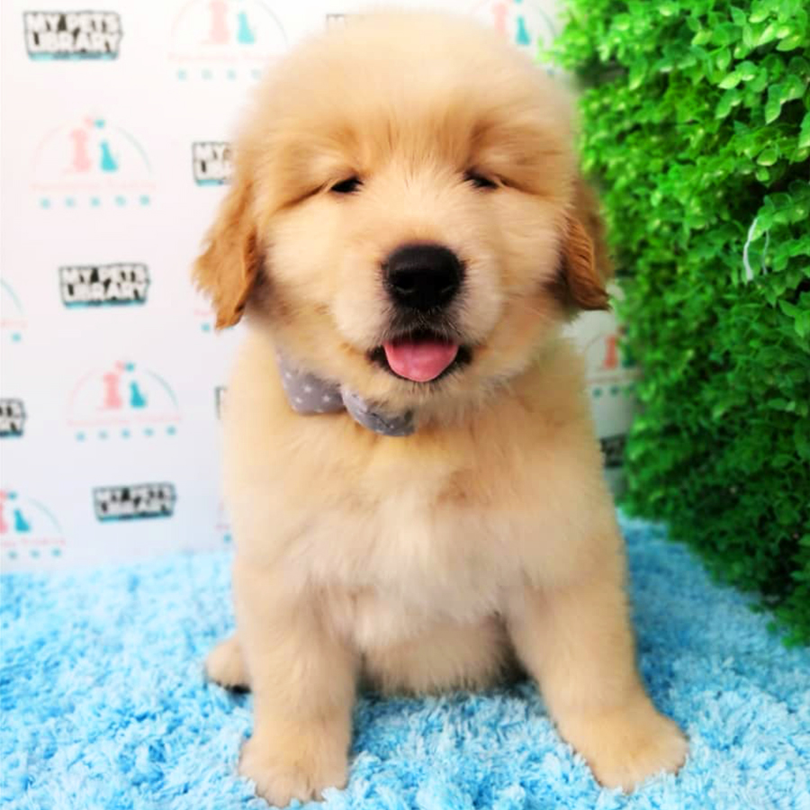 XL Golden Retriever Puppy (Male) For Sale