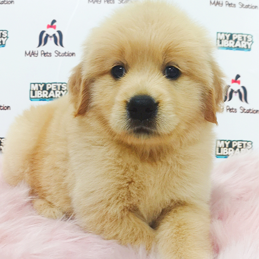 Golden Retriever Puppy (Female) For Sale