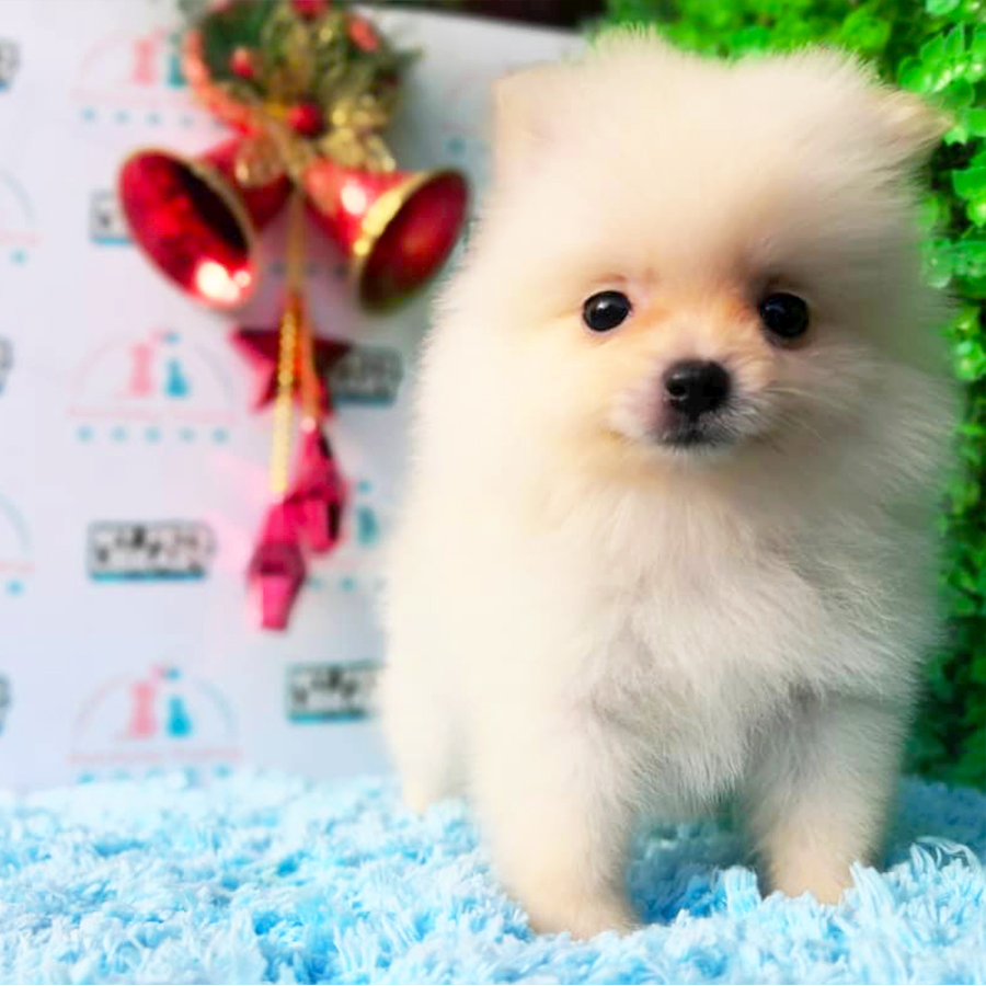 Cream White Mini Pomeranian Puppy (Female) For Sale