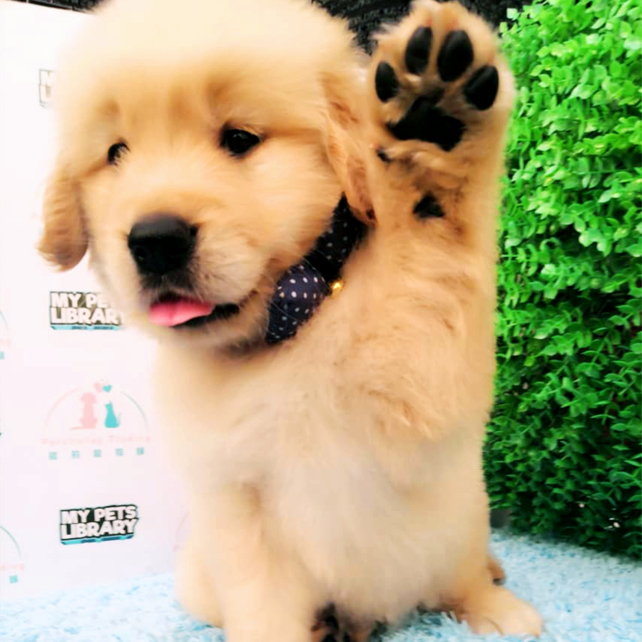 XL Golden Retriever Puppy (Male) For Sale