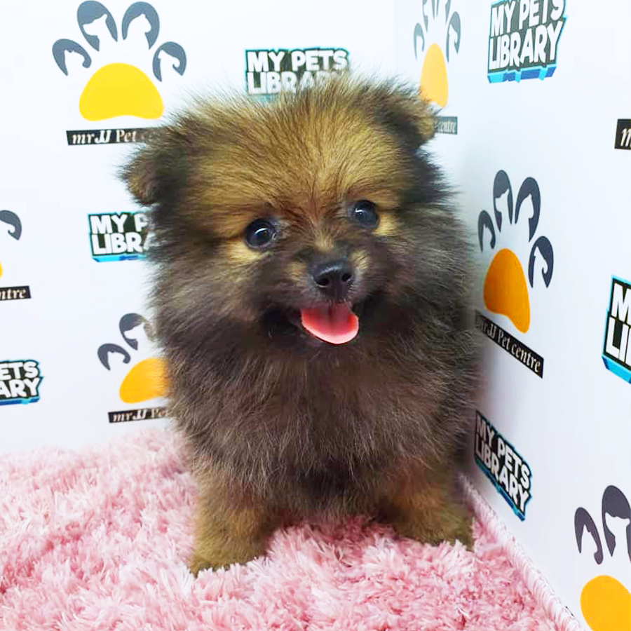 Sable Brown Pomeranian Puppy (Female) For Sale