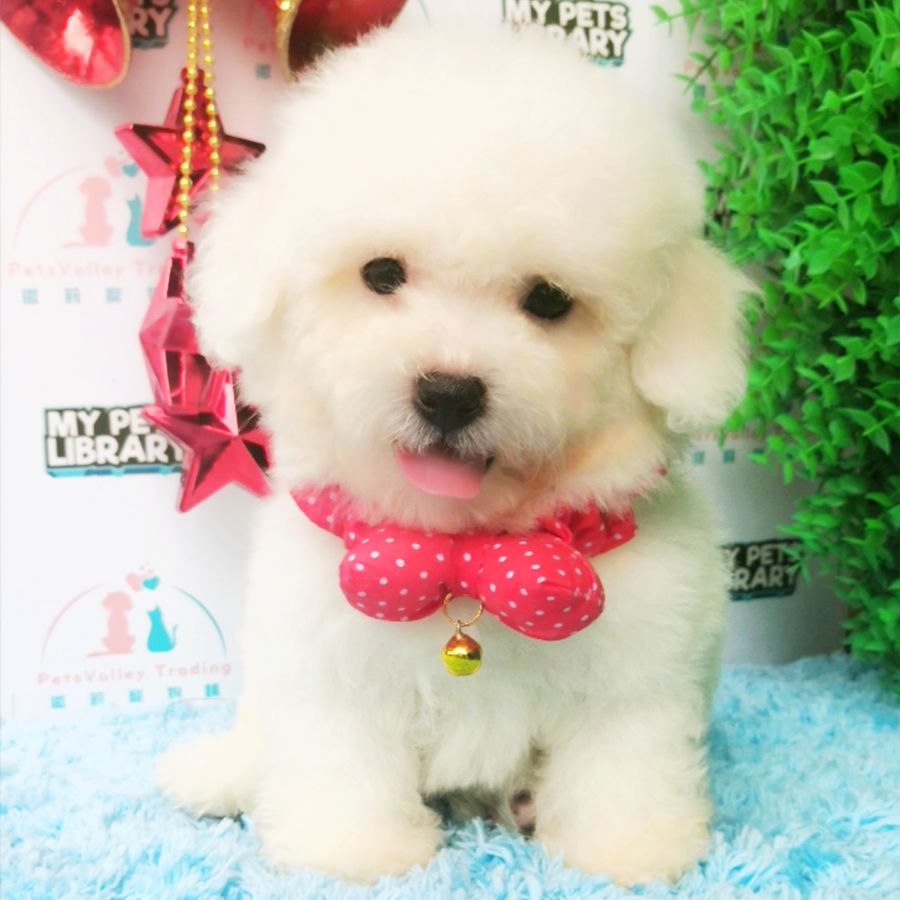 Bichon Frise Puppy (Male) For Sale