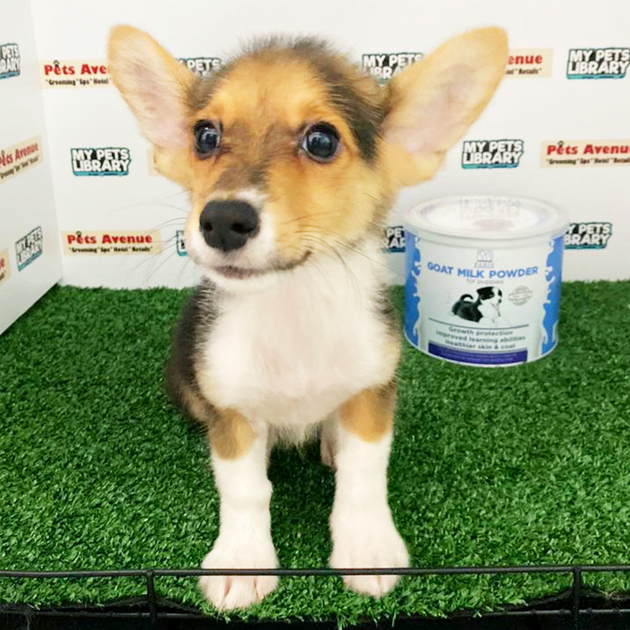 Pembroke Welsh Corgi Puppy (Male) For Sale