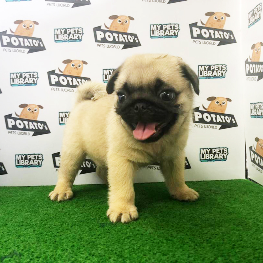 Fawn Pug Puppy (Male) For Sale