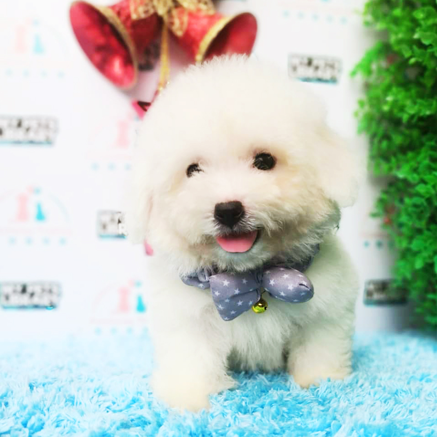 Bichon Frise Puppy (Female) For Sale