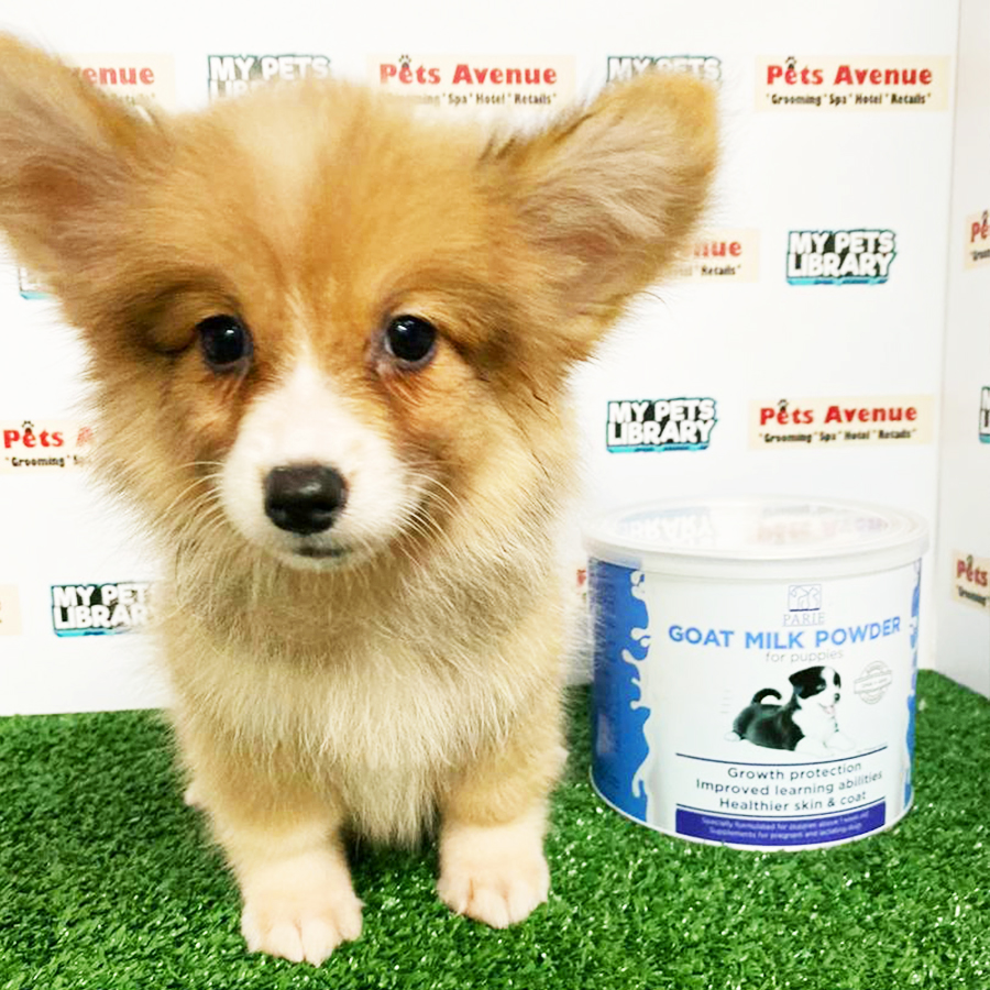 Pembroke Welsh Corgi Puppy (Female) For Sale