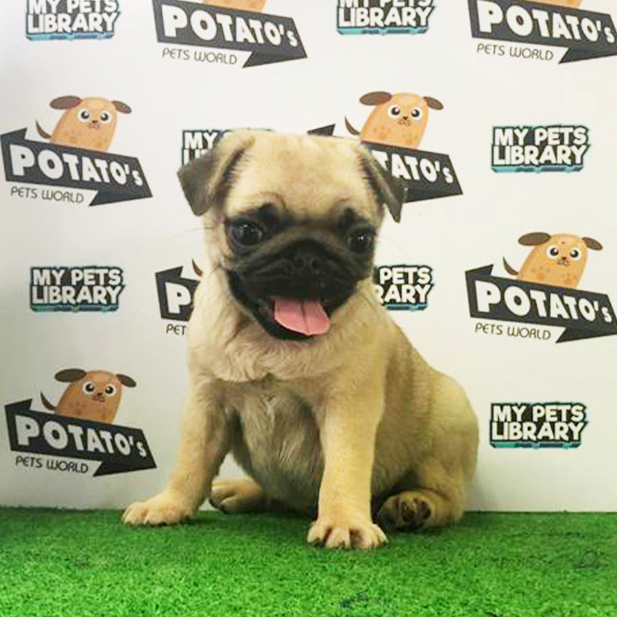 Fawn Pug Puppy (Female) For Sale