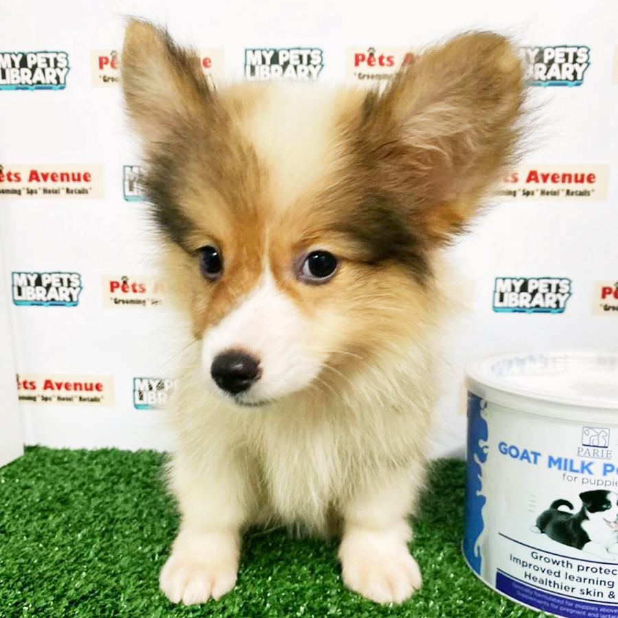 Pembroke Welsh Corgi Puppy (Male) For Sale