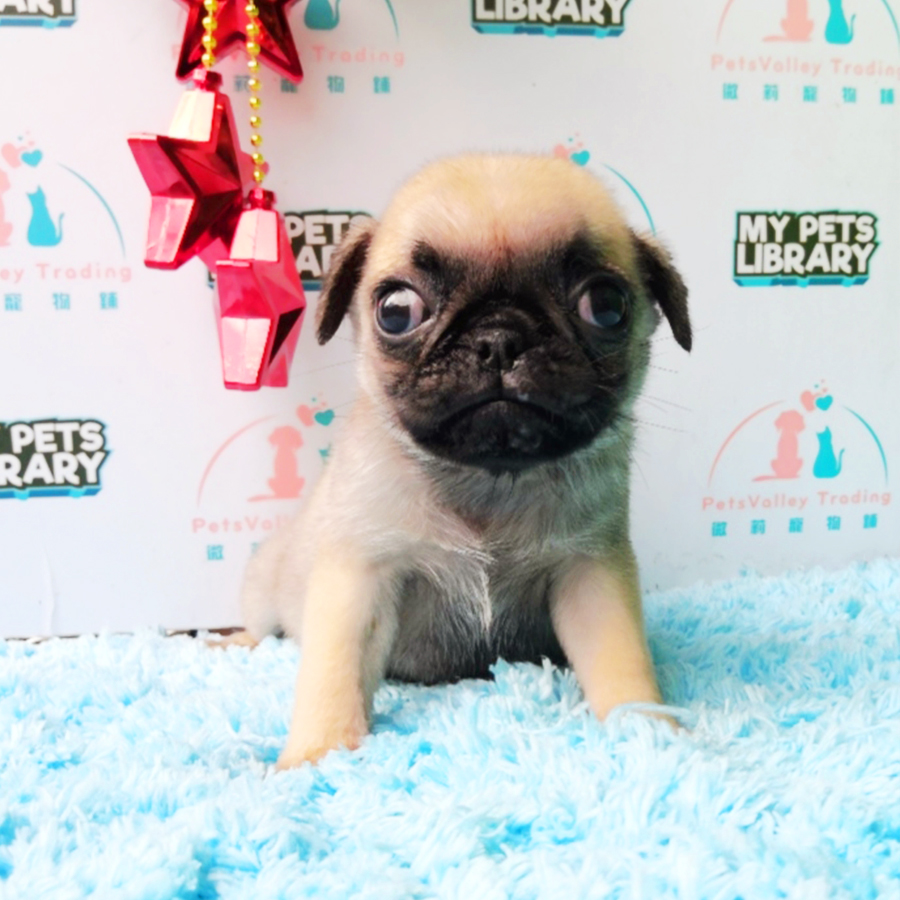 Fawn Pug Puppy (Male) For Sale