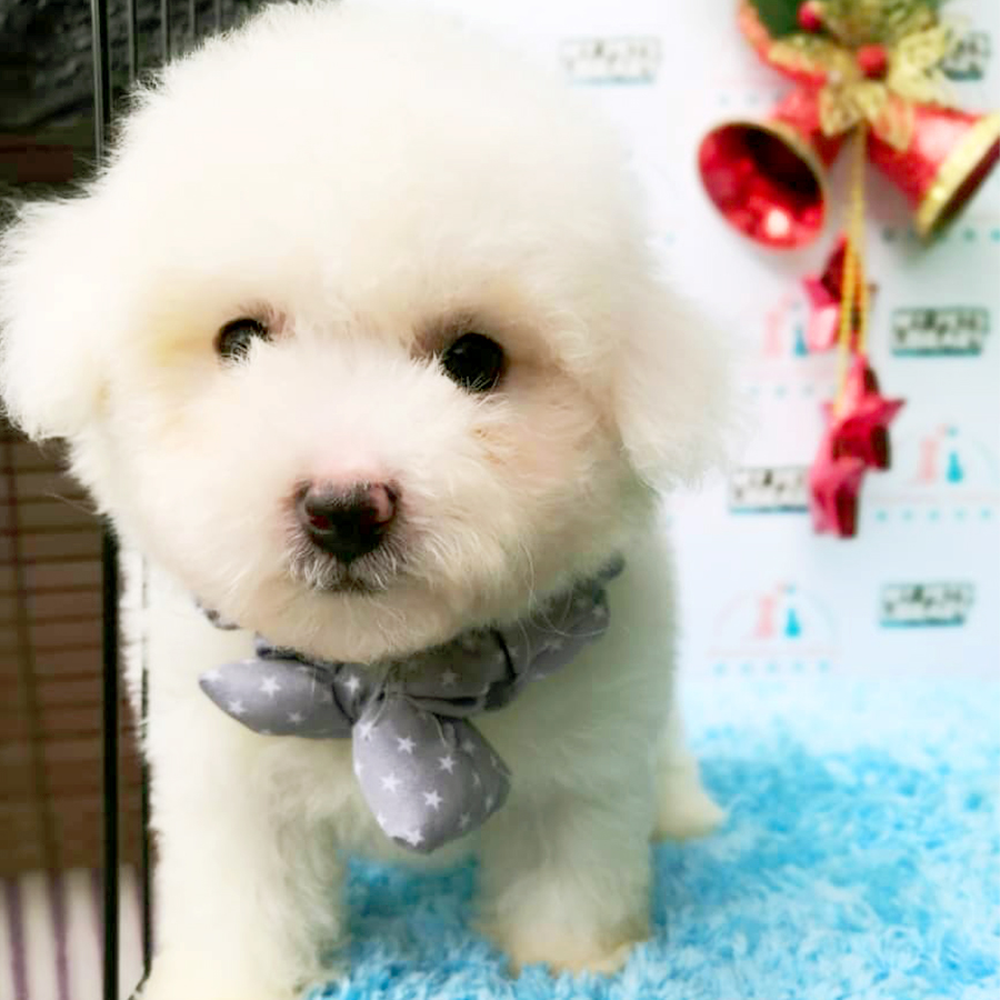 Bichon Frise Puppy (Female) For Sale