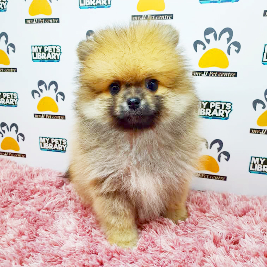 Sable Brown Pomeranian Puppy (Female) For Sale