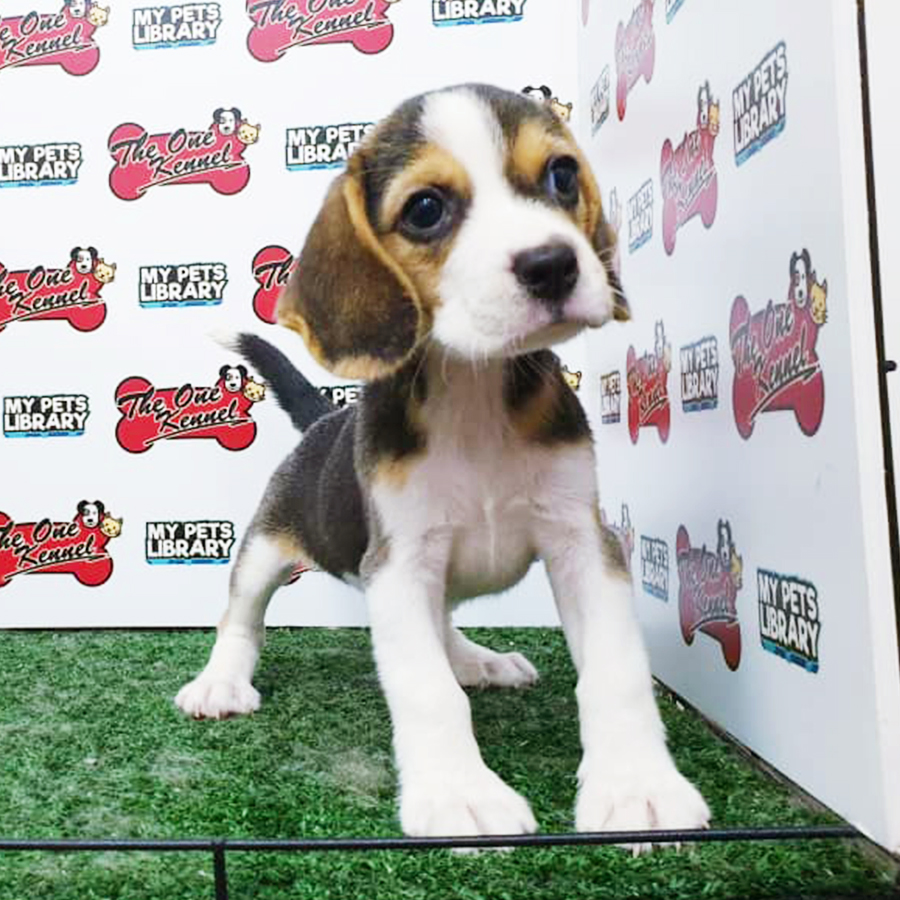 Beagle Puppy (Female) For Sale