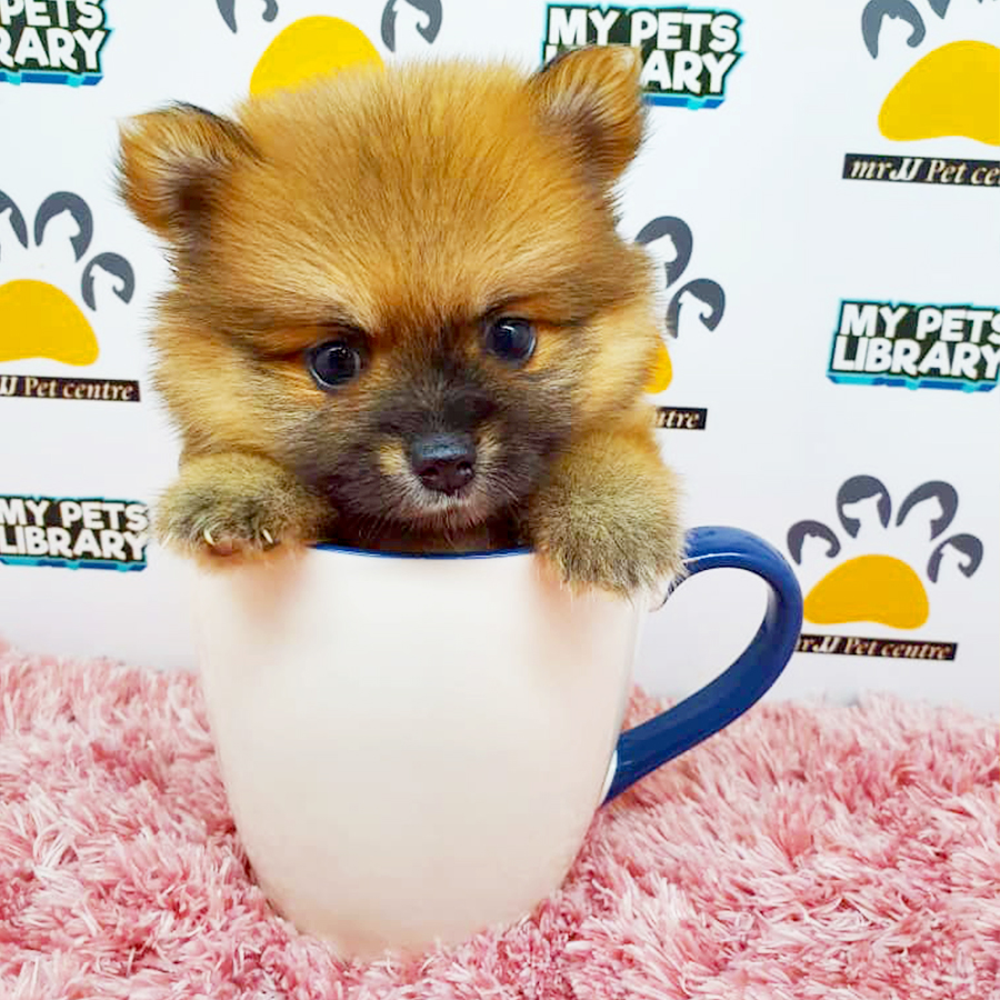 Sable Orange Teacup Pomeranian Puppy (Female) For Sale