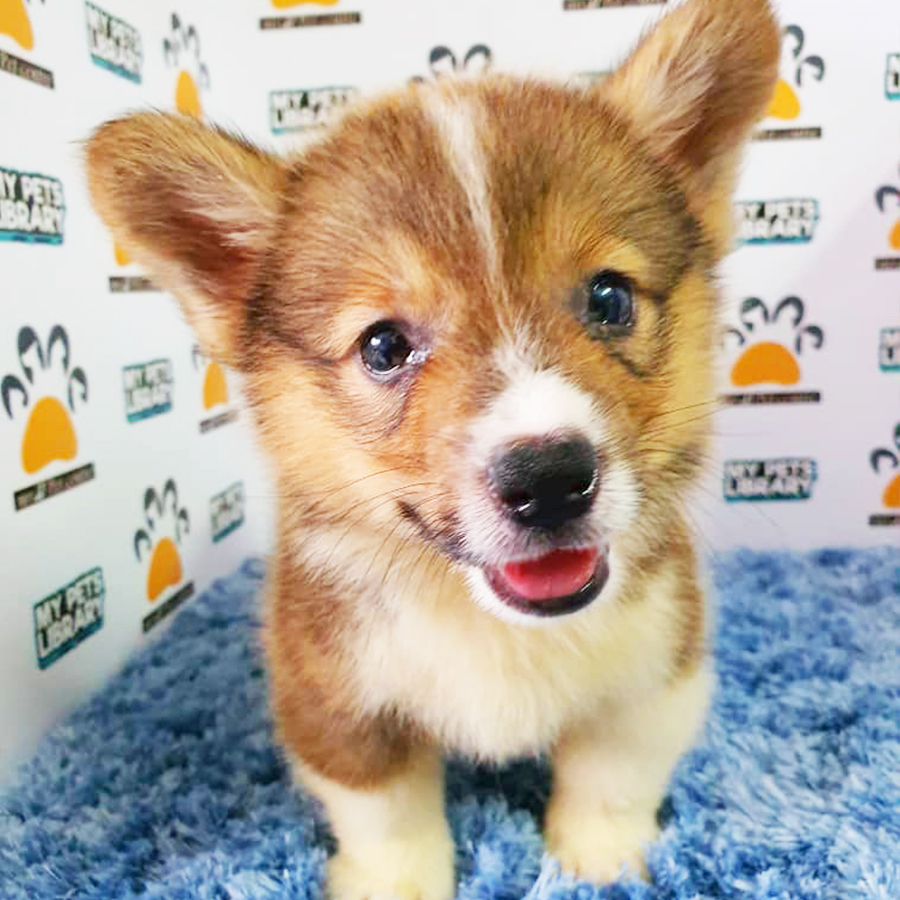 Welsh Corgi Puppy (Male) For Sale