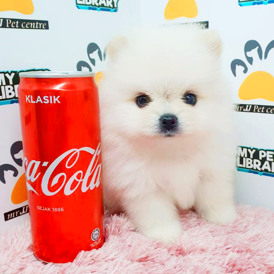 White Teacup Pomeranian Puppy (Female) For Sale