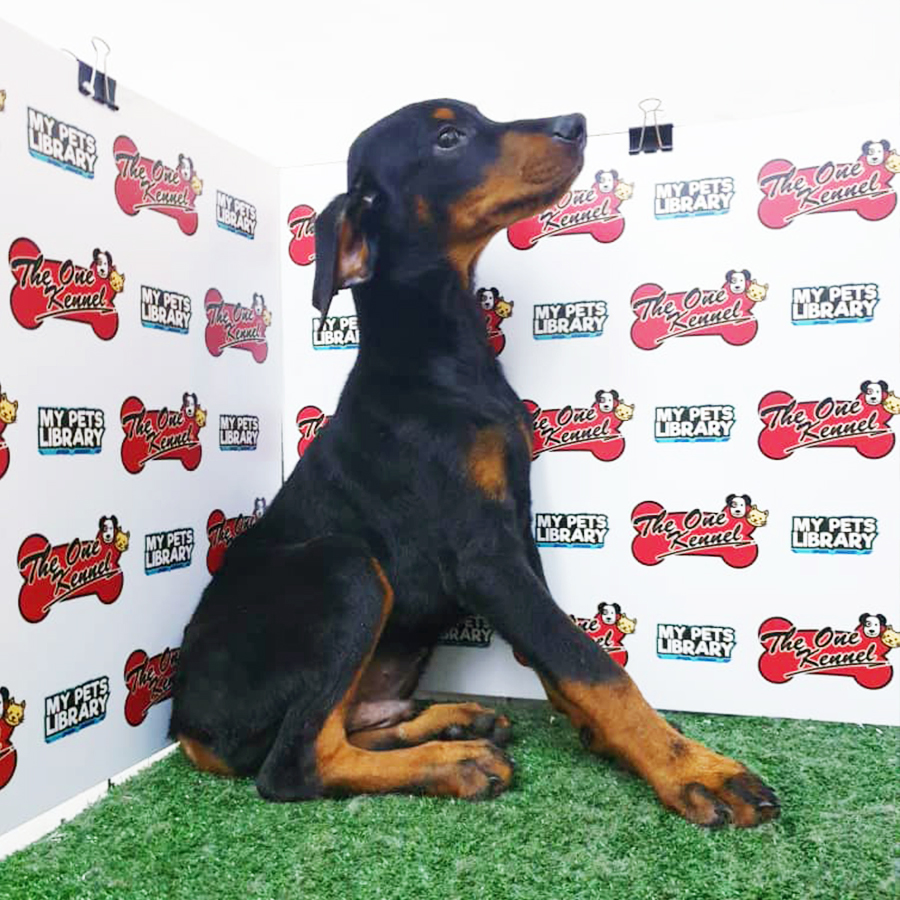 Black & Tan Dobermann Puppy (Male) For Sale