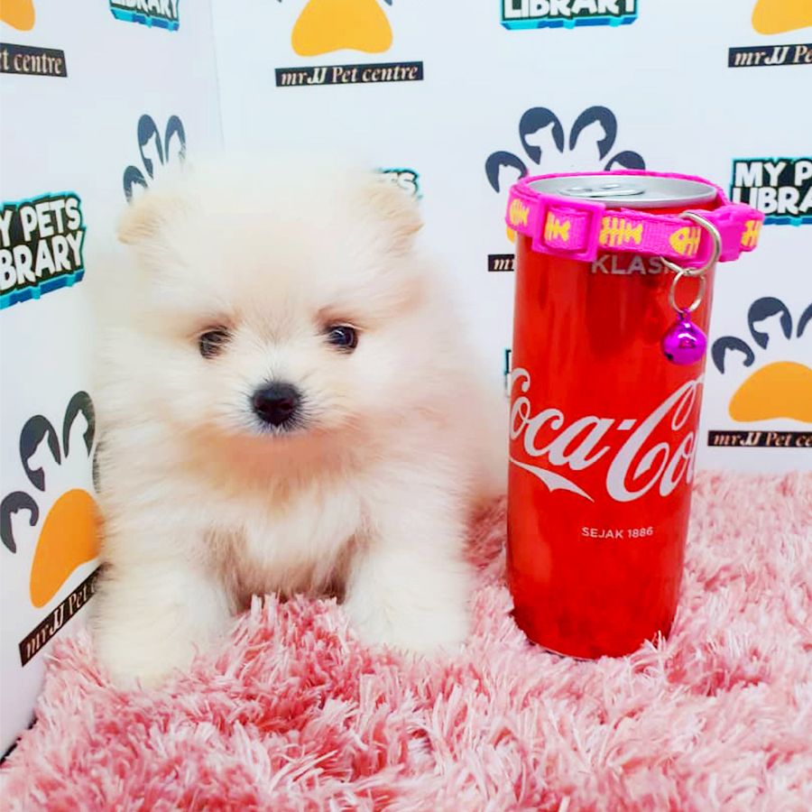 White Teacup Pomeranian Puppy (Female) For Sale
