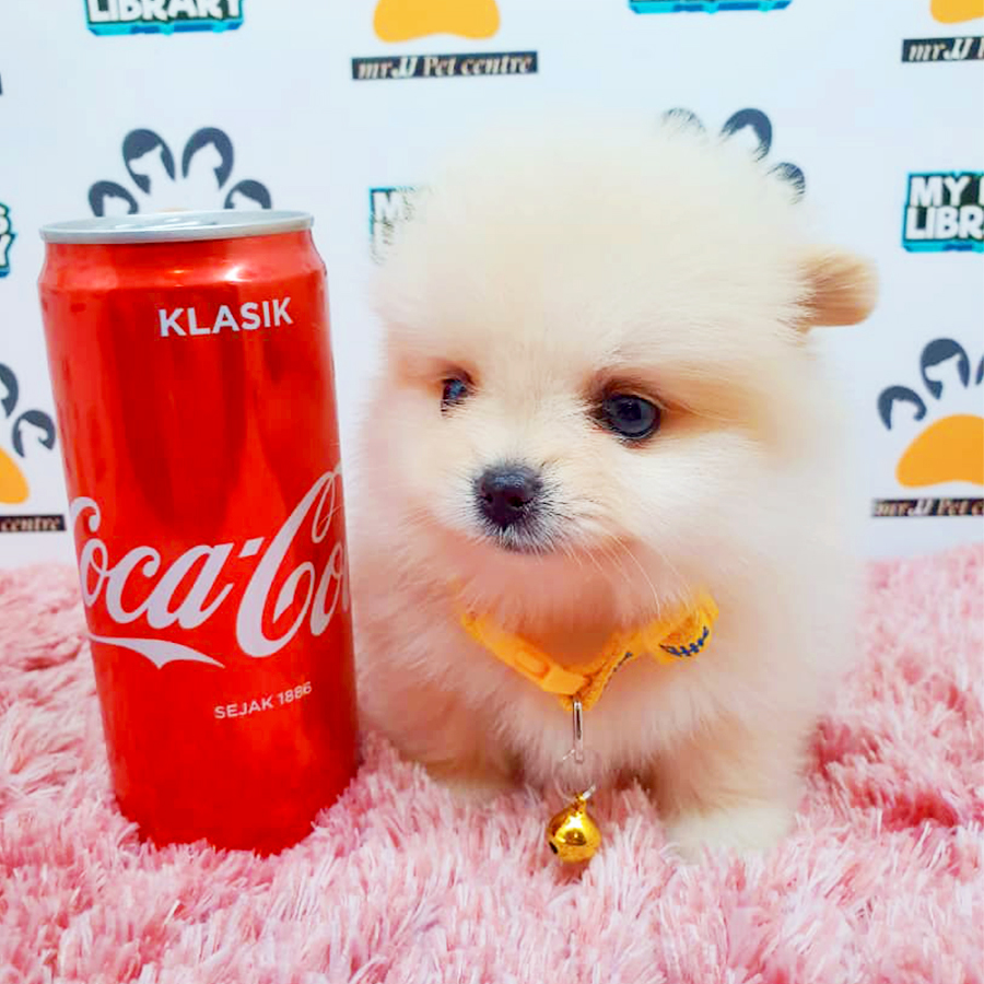 Cream White Teacup Pomeranian Puppy (Female) For Sale