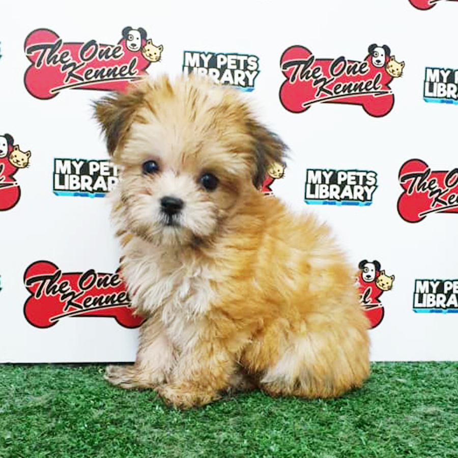 Morkie Puppy (Female) For Sale
