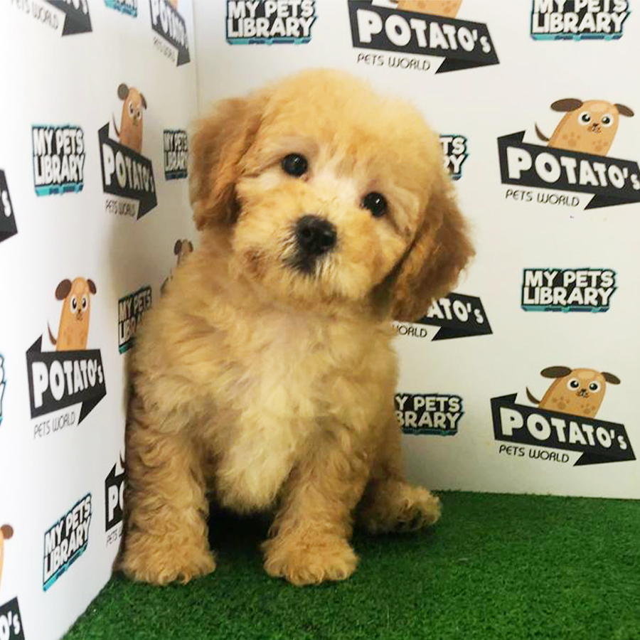 Brown Toy Poodle Puppy (Male) For Sale