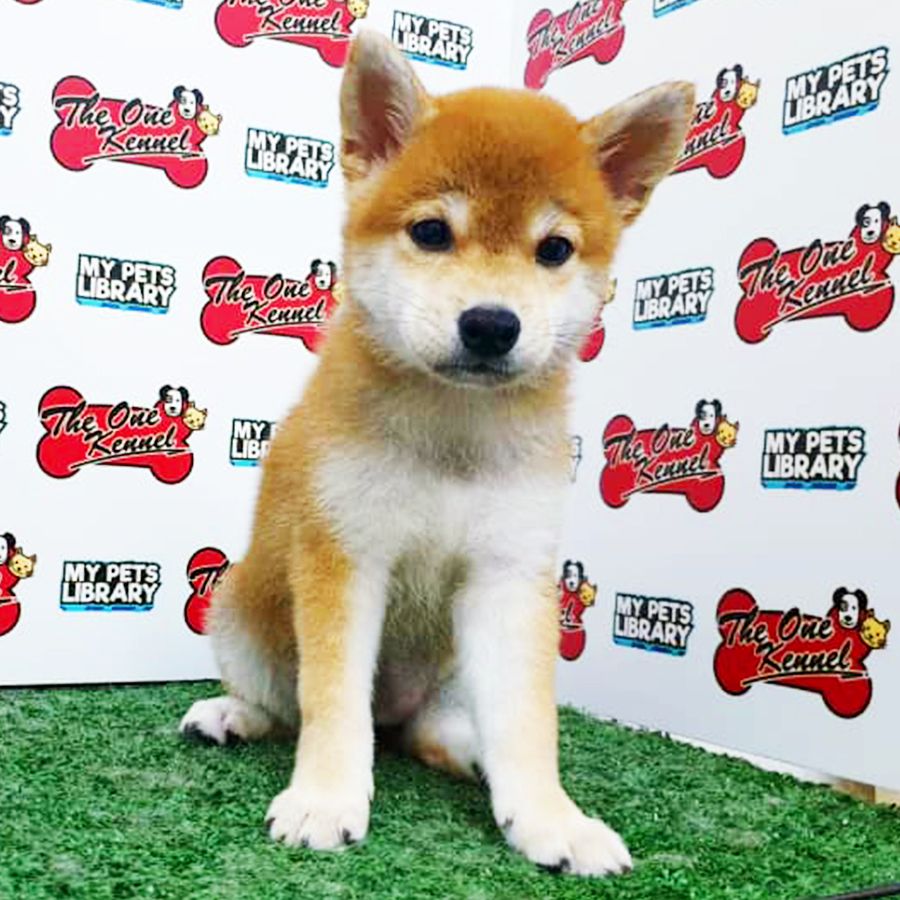 Mame Shiba Inu Puppy (Female) For Sale