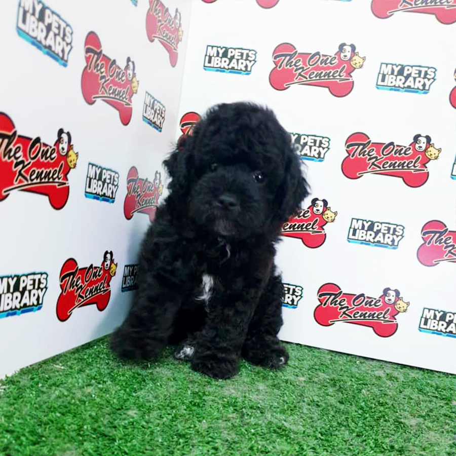 Black Toy Poodle Puppy (Male) For Sale