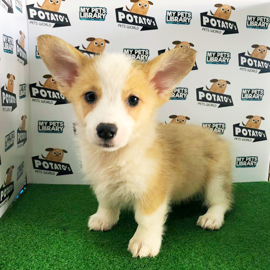 Welsh Corgi Puppy (Male) For Sale