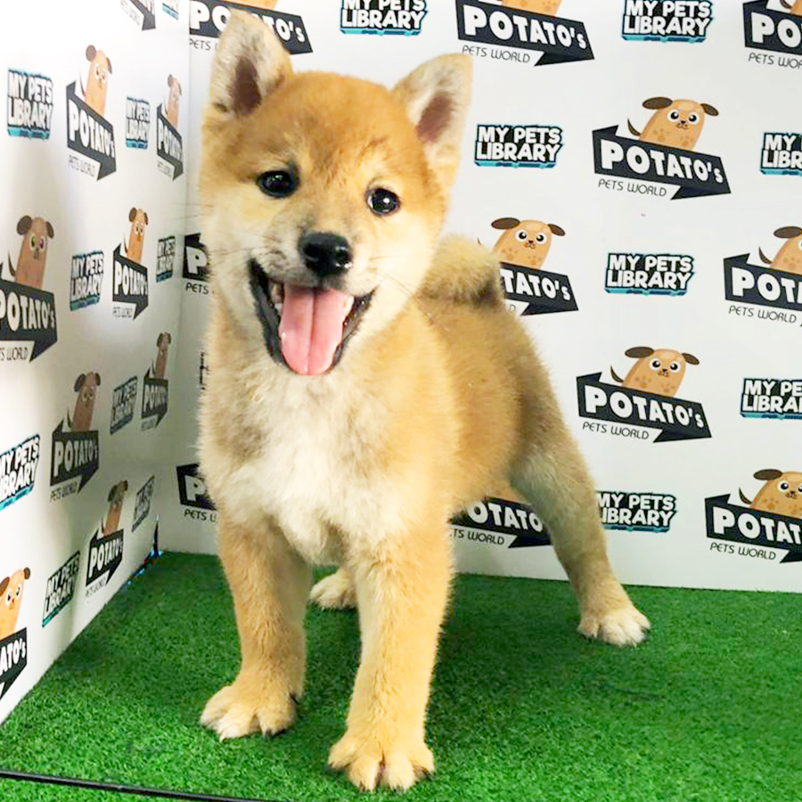 Shiba Inu Puppy (Male) For Sale