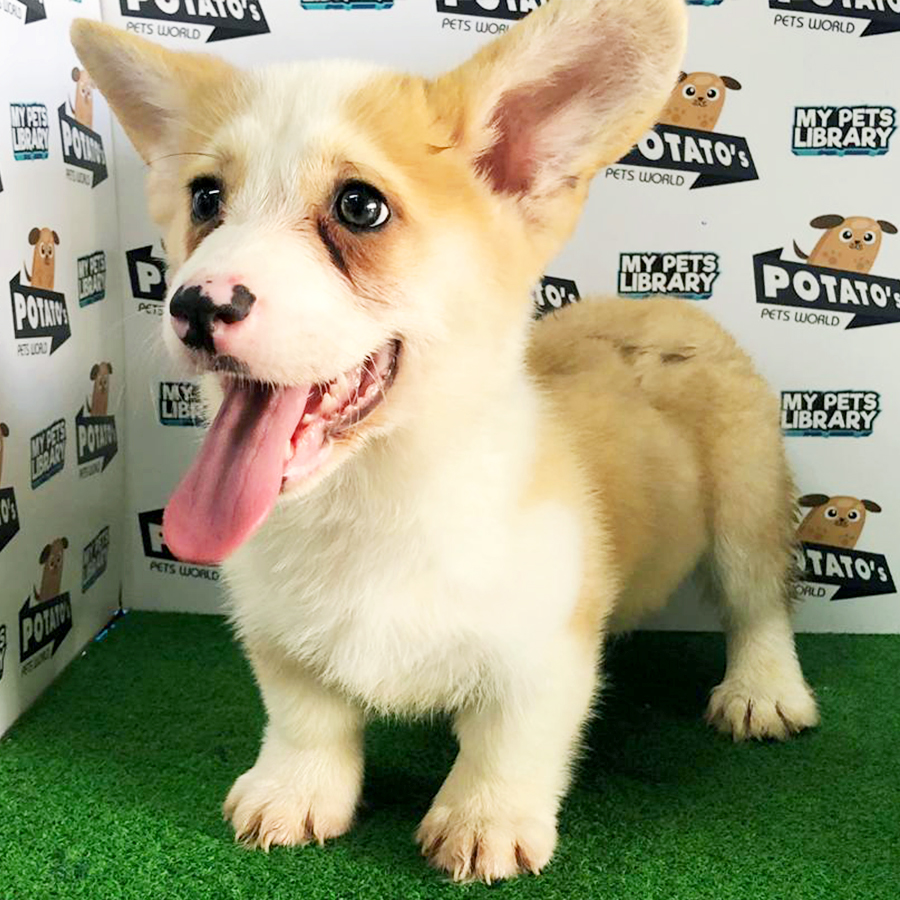 Welsh Corgi Puppy (Male) For Sale
