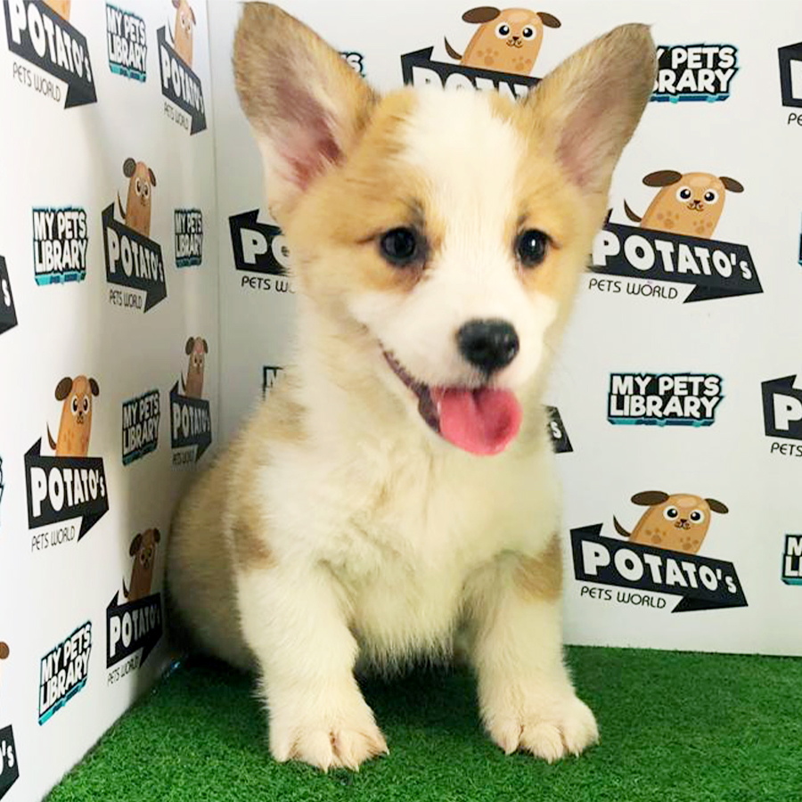 Welsh Corgi Puppy (Male) For Sale