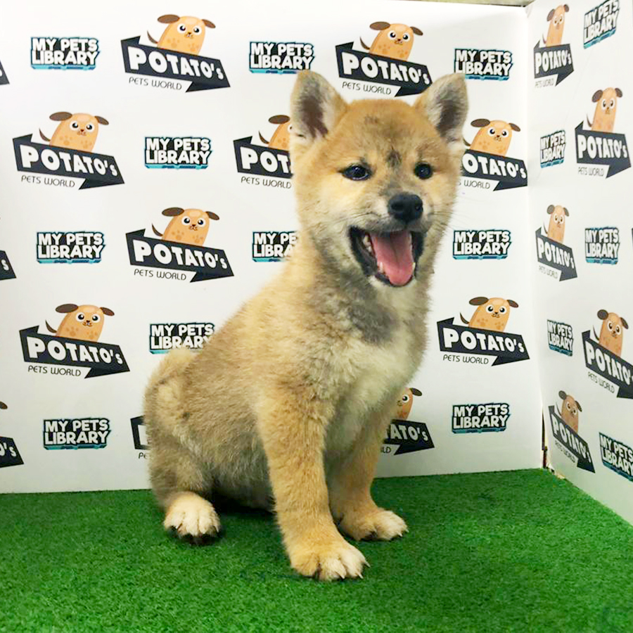 Shiba Inu Puppy (Male) For Sale