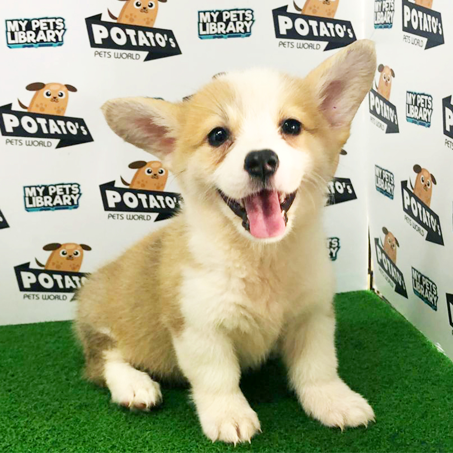 Welsh Corgi Puppy (Female) For Sale