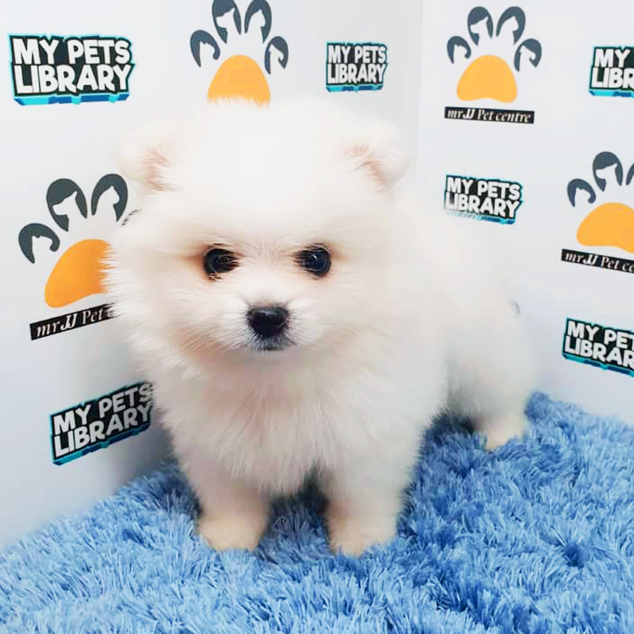 White Teacup Pomeranian Puppy (Male) For Sale