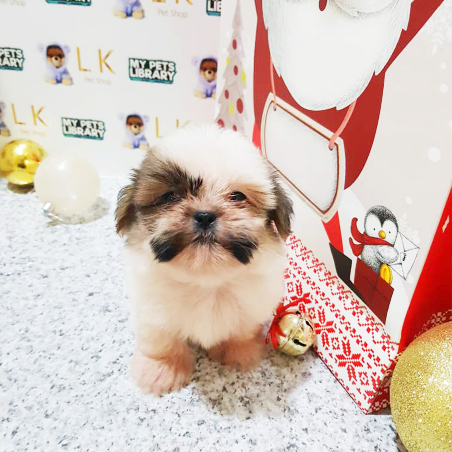 Tri Colour Shih Tzu Puppy (Female) For Sale