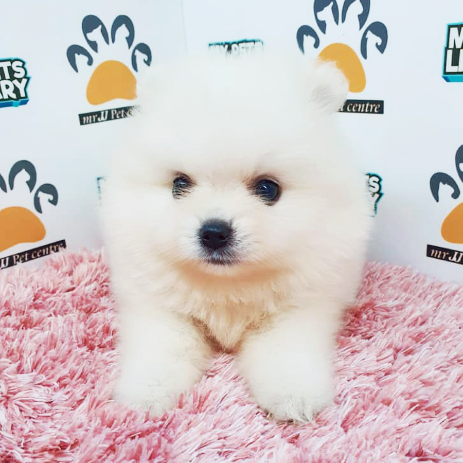White Teacup Pomeranian Puppy (Female) For Sale