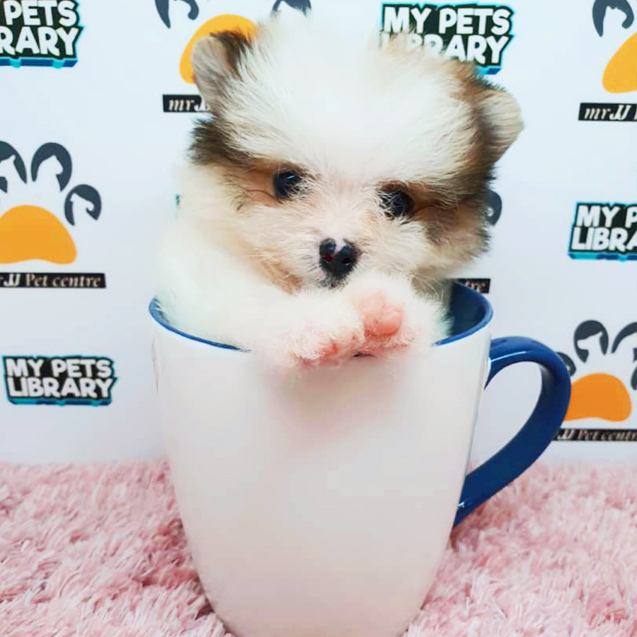 Parti Teacup Pomeranian Puppy (Female) For Sale