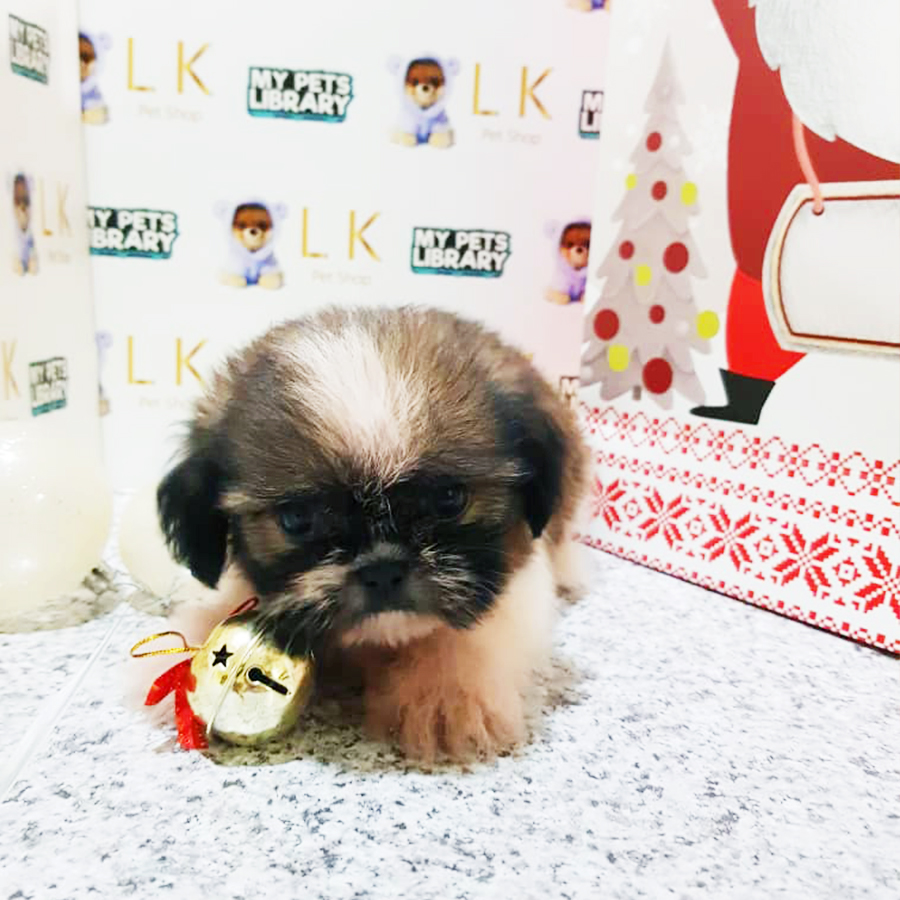 Tri Colour Shih Tzu Puppy (Female) For Sale