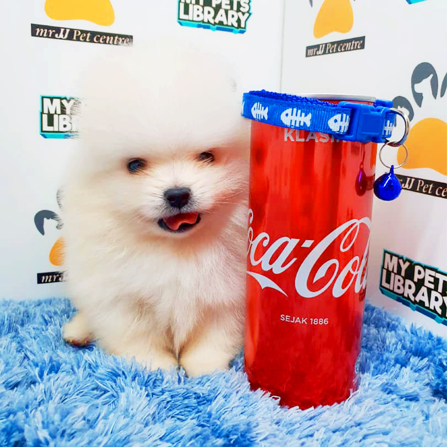 White Teacup Pomeranian Puppy (Male) For Sale